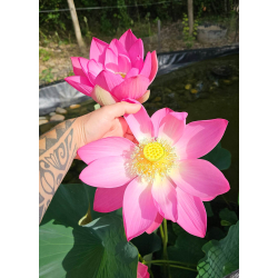 Lotus nelumbo 'first lady' semis-Plantes rares et peu communes