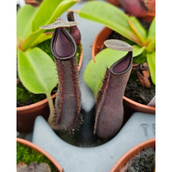Nepenthes 'Midnight'-Nepenthes d'altitude