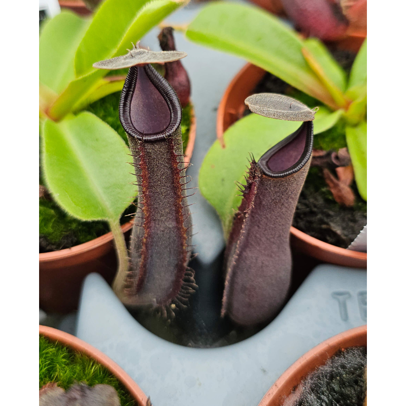 Nepenthes 'Midnight'-Nepenthes d'altitude