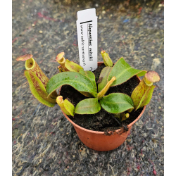 Nepenthes veitchii-Nepenthes d'altitude