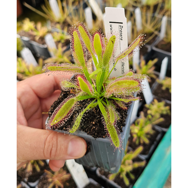 Drosera x 'Hercules'-Drosera tropicaux et subtropicaux