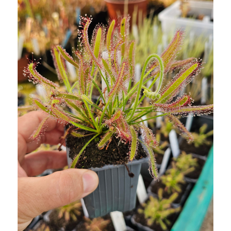 Drosera capensis 'velu'-Drosera tropicaux et subtropicaux
