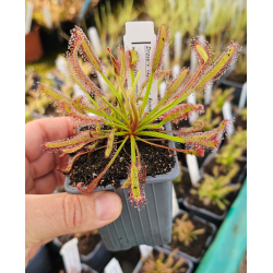 Drosera capensis 'bains kloof'-Drosera tropicaux et subtropicaux