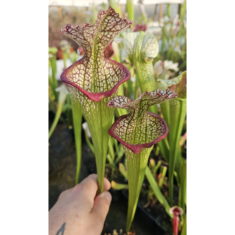 SXM01 S.x Moorei -- `Leah Wilkerson’ x SXM31 S.x Moorei -- `Adrian Slack’ cl8-Hybrides Cédric Carnivore's
