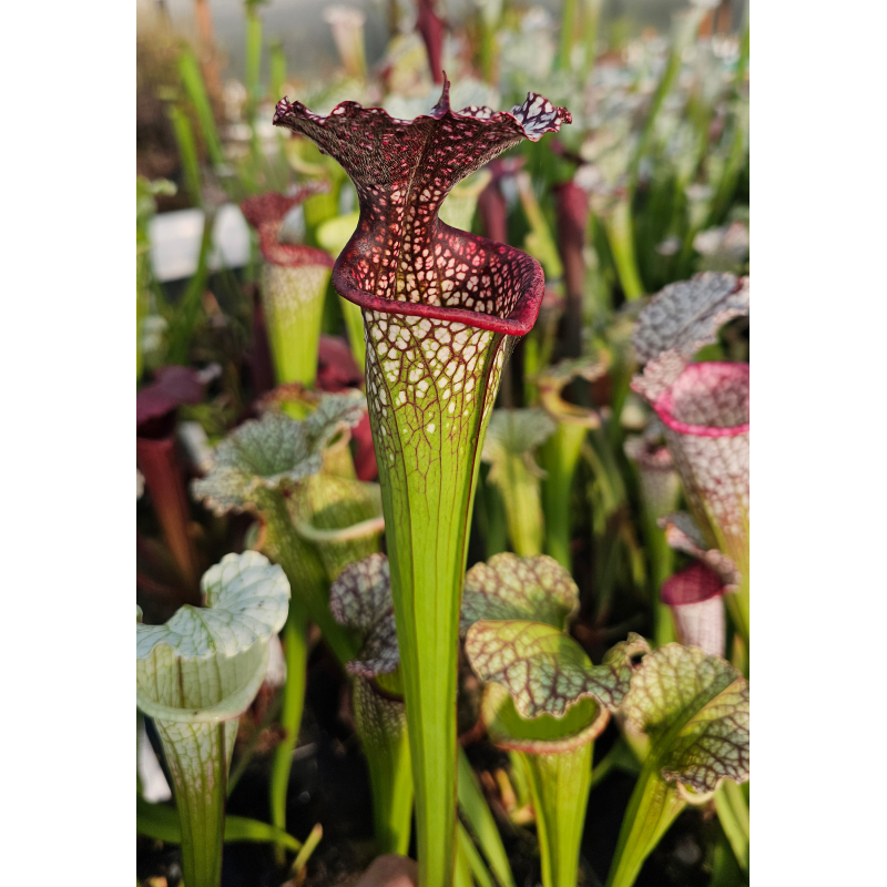 SL49b S. leucophylla -- Red/pink tube, Perdido, x SXM31 S. ' Adrian slack' cl4-Hybrides Cédric Carnivore's