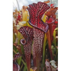 S. leucophylla -- 'Black Sheer' DG-Sarracenia leucophylla