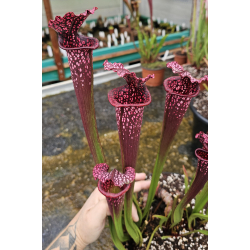 SL97 (S. Leucophylla -- Franklin County A X B) x Inspiration-Hybrides Cédric Carnivore's