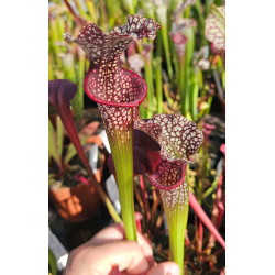 Sarracenia Leucophylla, hanrahan x adrian slack H6-Sarracenia hybrides