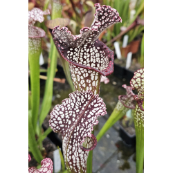 S. x (Rudolf 2 x Leuco Milton) x S. Leucophylla Milton-Hybrides Cédric Carnivore's