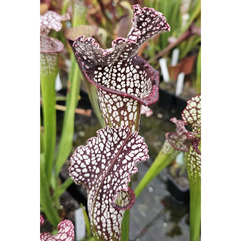 S. x (Rudolf 2 x Leuco Milton) x S. Leucophylla Milton-Hybrides Cédric Carnivore's