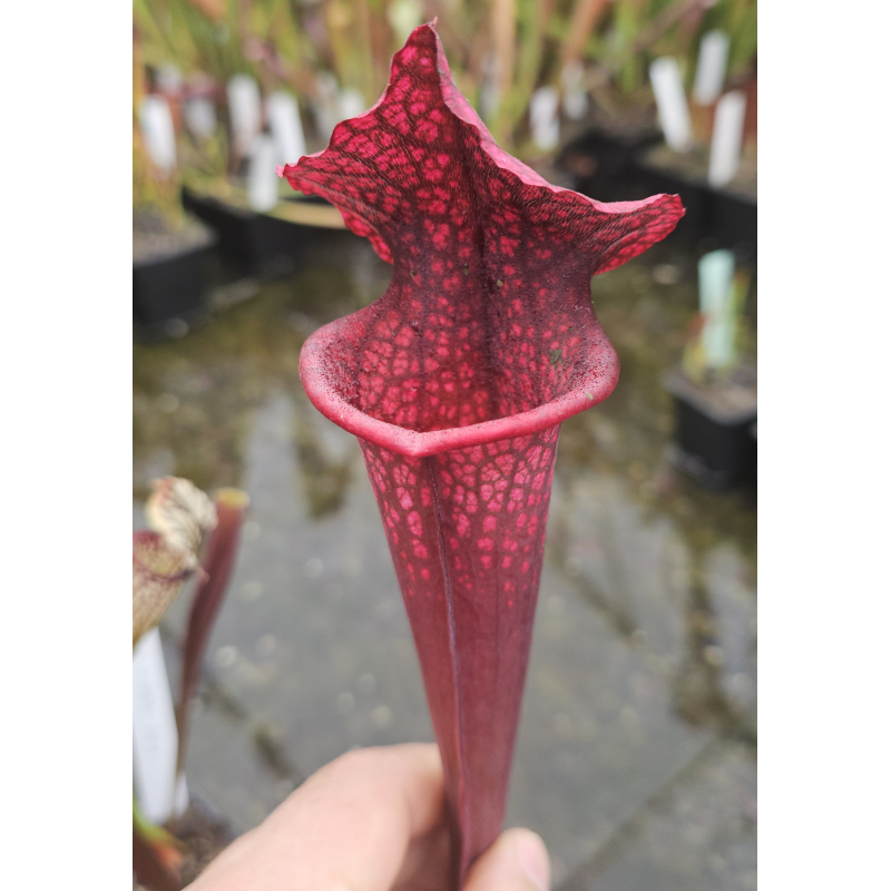S. x 'Juthatip Soper' x S.x Moorei -- `Adrian Slack’ cl4-Hybrides Cédric Carnivore's