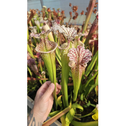 SL97 (S. leucophylla -- Franklin County A X B) x SXM31 S.x Moorei -- `Adrian Slack’ clb-Hybrides Cédric Carnivore's