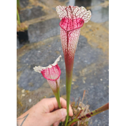 Sarracenia leucophylla 'Dracula'-Hybrides Cédric Carnivore's