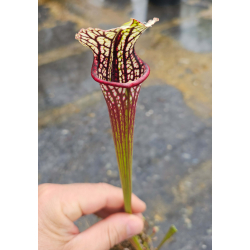 SL27 S. leucophylla -- pouty Lip x SL61 S. leucophylla -- red stripe throat cl3-Hybrides Cédric Carnivore's
