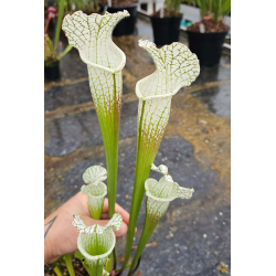 SX16 S. x excellens x SRA01 S. rubra ssp. alabamensis-Hybrides Cédric Carnivore's