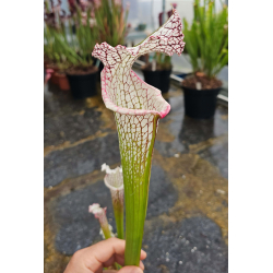 Sarracenia leucophylla 'Dracula'-Hybrides Cédric Carnivore's