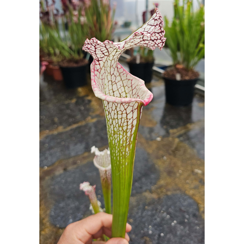 (S 'Helen Mary' x S. leucophylla -- red Tube,Perdido) x leucophylla Santa Rosa Co. L78MK-Hybrides Cédric Carnivore's