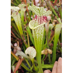 SXM12 S.x Moorei -- Deep red veined pitchers. Red splotch on the throatx SFA05 S. flava var. atropurpurea-Hybrides Cédric Carnivore's