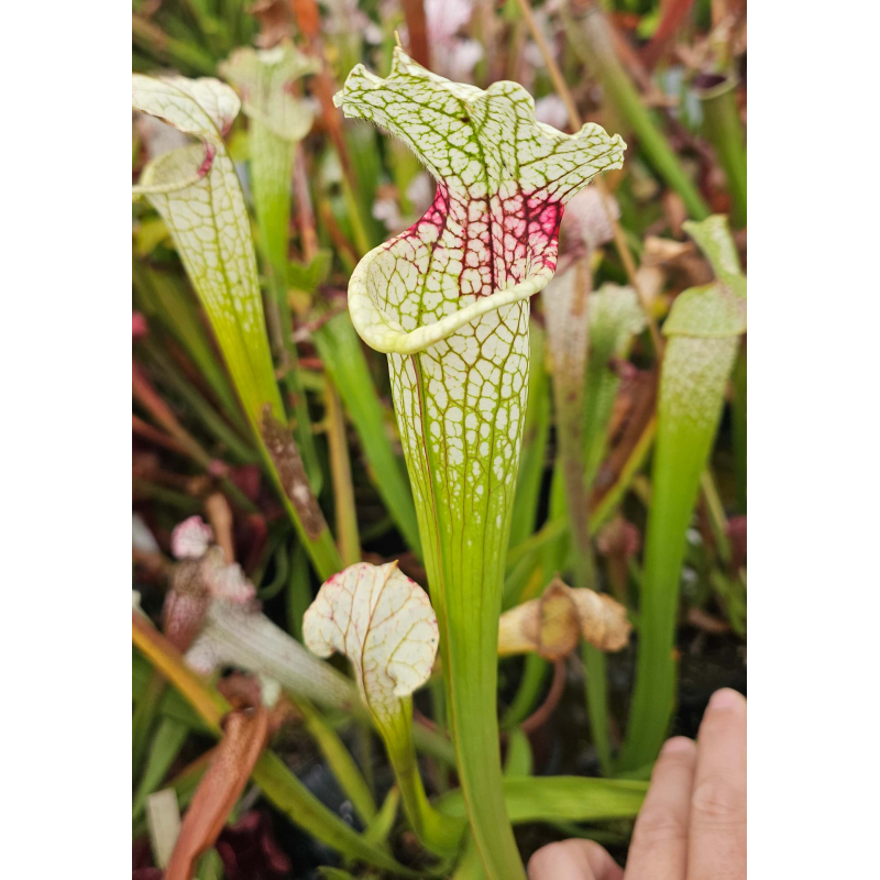 SXM12 S.x Moorei -- Deep red veined pitchers. Red splotch on the throatx SFA05 S. flava var. atropurpurea-Hybrides Cédric Carnivore's