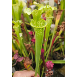 SXM46 S.x Moorei -- (leucophylla "purple lips" x flava rubricorpora) x SXM18 S.x Moorei -- Wilkerson's white knight CLB-Hybrides Cédric Carnivore's