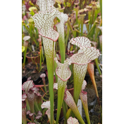SL60 S. leucophylla -- whiting field x SX128 Sarracenia 'Pink Thing'-Hybrides Cédric Carnivore's