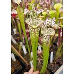Sarracenia leucophylla 'Dracula'-Hybrides Cédric Carnivore's