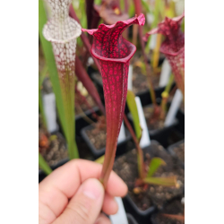 Sarracenia leucophylla x SXM01 S.x Moorei -- `Leah Wilkerson’-Hybrides Cédric Carnivore's