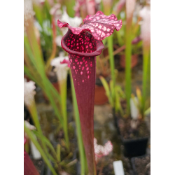 SL59 S. leucophylla -- Alba, klein 1998x SXM17 S.x Moorei -- Wilkerson's red-Hybrides Cédric Carnivore's