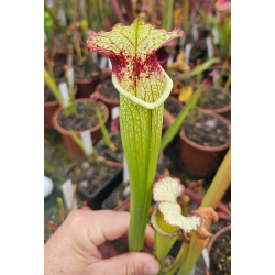 SX102 S.x areolata giant x (S. leah Wilkerson x leah Wilkerson)-Hybrides Cédric Carnivore's