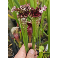 S. 'Pink Ondine'-Hybrides Cédric Carnivore's