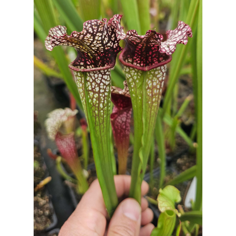 SOP05 S.'Wilkerson’s White Knight” op x sarracenia 'Grape Mystique"-Hybrides Cédric Carnivore's