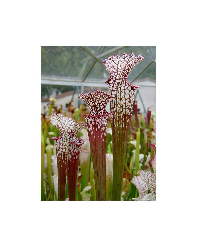 S. leucophylla -- red Tube,Perdido, AL