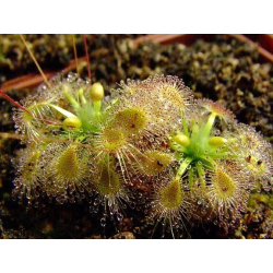 Drosera ericksoniae x pulchella-Drosera pygmées