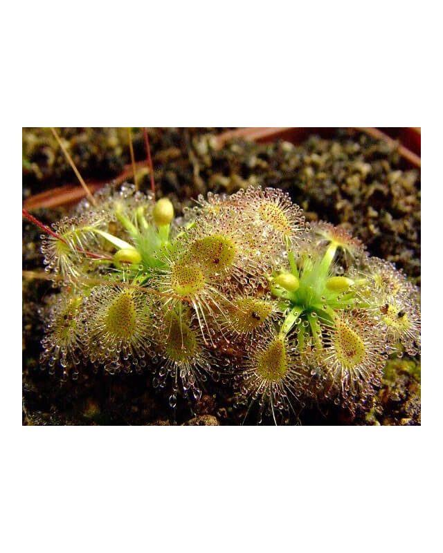 Drosera ericksoniae x pulchella-Drosera pygmées