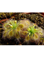 Drosera ericksoniae x pulchella