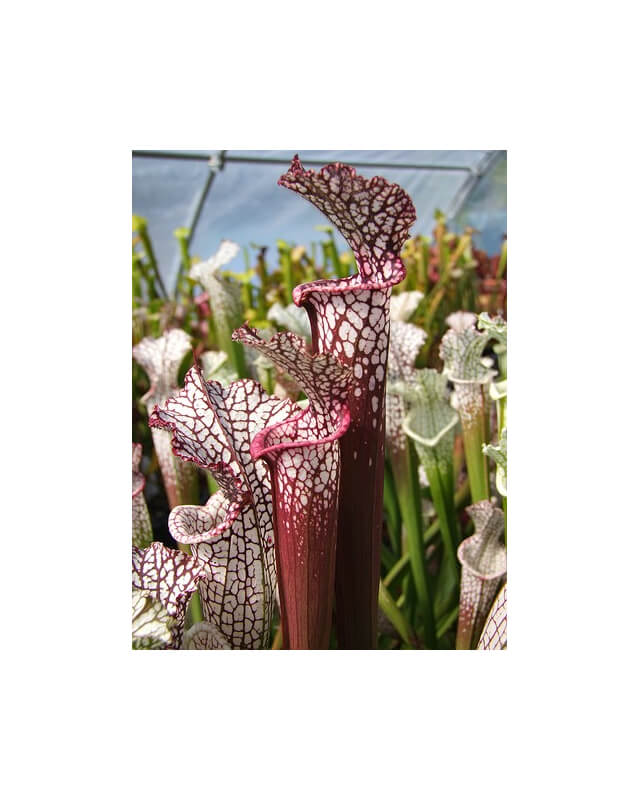 S. leucophylla -- red Tube,Perdido, AL