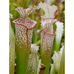 S. leucophylla -- 'Dionne' (Ries van Ool)-Sarracenia leucophylla