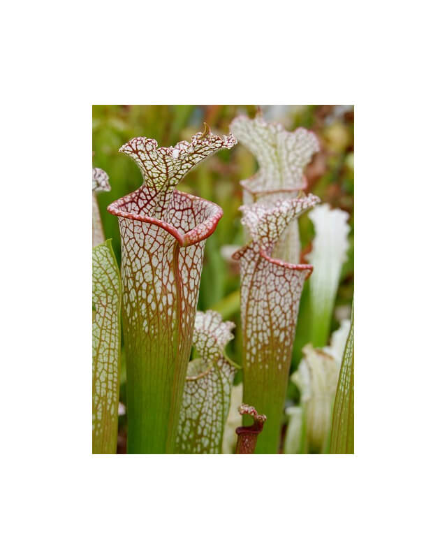 Sarracenia leucophylla -- pouty Lip-Sarracenia leucophylla