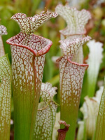 S. leucophylla -- pouty Lip 