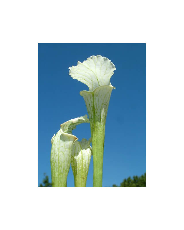 SL67 S. leucophylla -- White Top "GHOST"