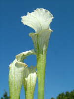 SL67 S. leucophylla -- White Top "GHOST"