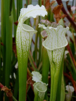 SL67 S. leucophylla -- White Top "GHOST"
