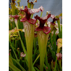 S.x Moorei -- “Timothy King”-Sarracenia x Moorei