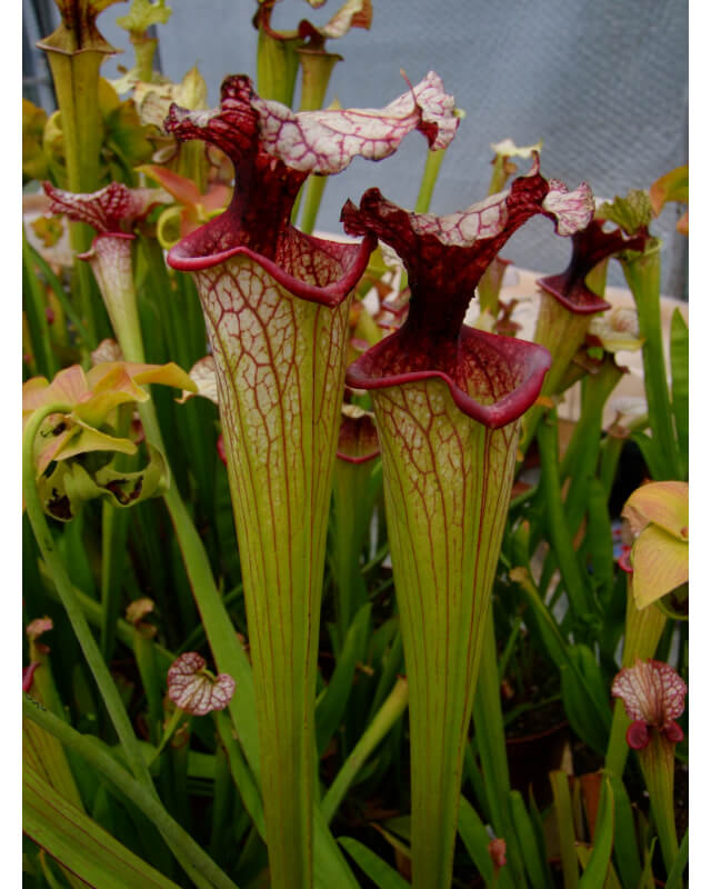 S.x Moorei -- “Timothy King”-Sarracenia x Moorei