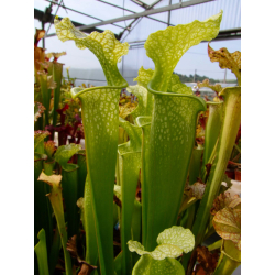 S.x Moorei -- Green, Marston Exotics(H63,MK)-Sarracenia x Moorei