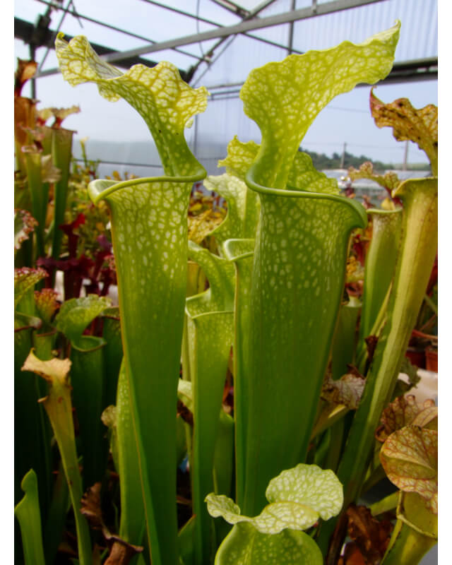 S.x Moorei -- Green, Marston Exotics(H63,MK)-Sarracenia x Moorei