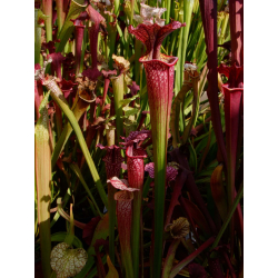 S.x Moorei -- Pinkish top, Derek Clavell-Bate/Norman Parker(H87,MK)-Sarracenia x Moorei