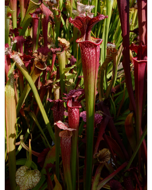 S.x Moorei -- red high picther-Sarracenia x Moorei