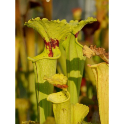 S.x Moorei-Sarracenia x Moorei