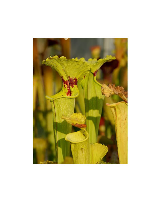 S.x Moorei-Sarracenia x Moorei